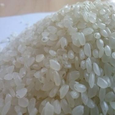 أرز الجابونيكا